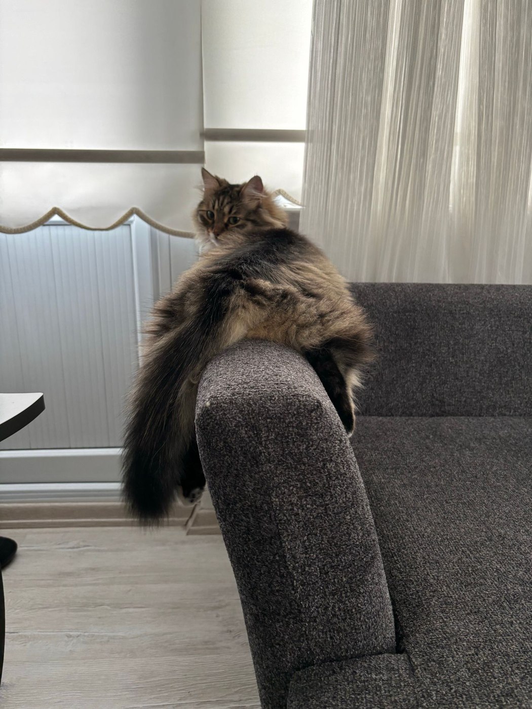 Cat Lying on a Sofa