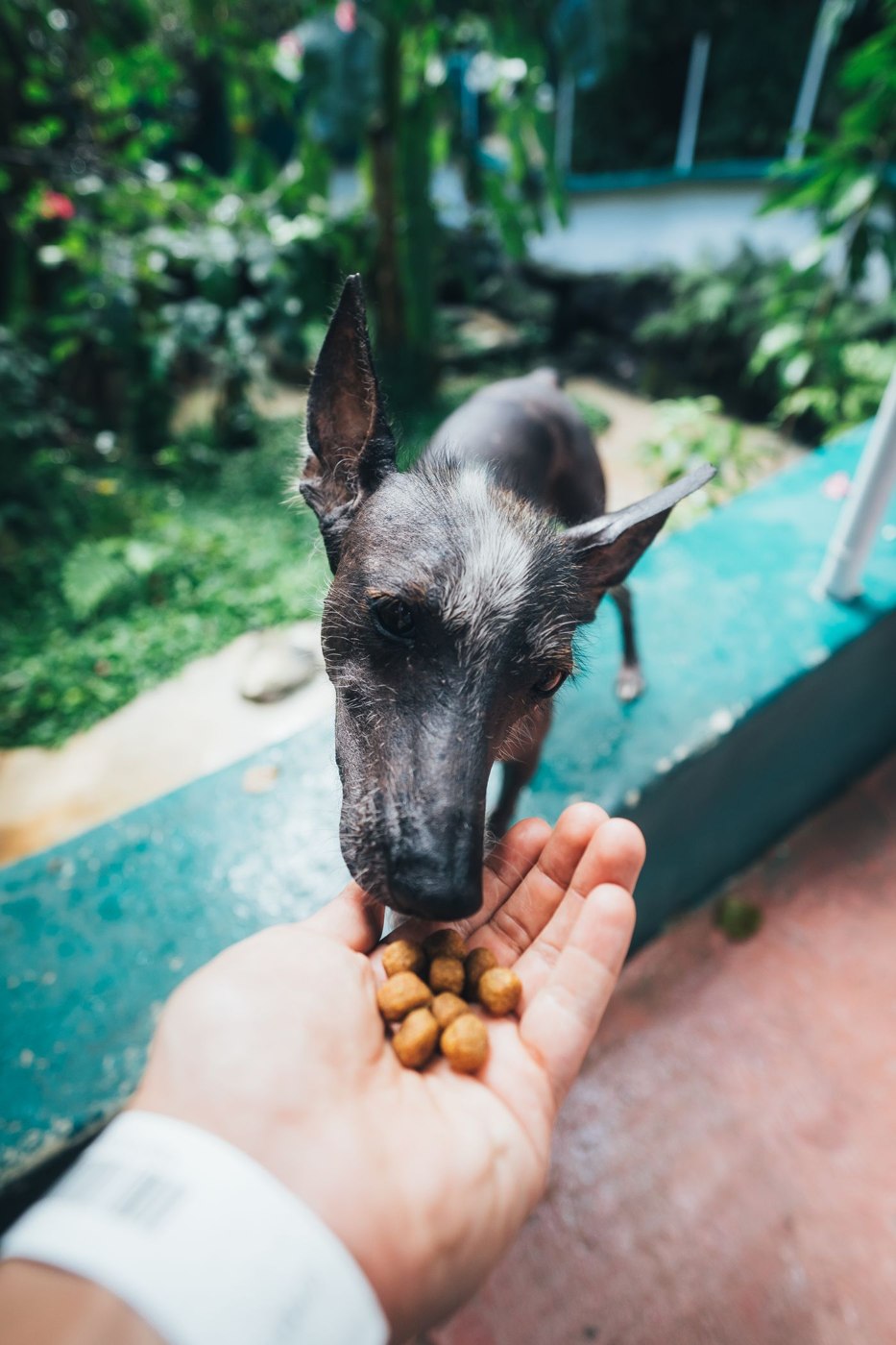 A dog eating dry kibble offered in a person’s hand